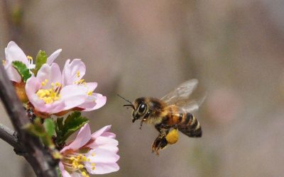 Faites venir le printemps 2023 avec Dansent les abeilles