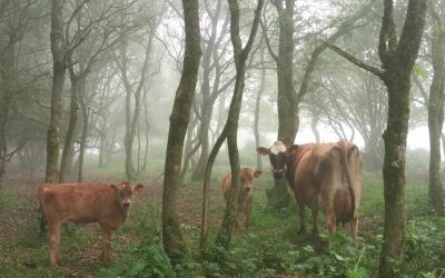 Agriculture et changement climatique