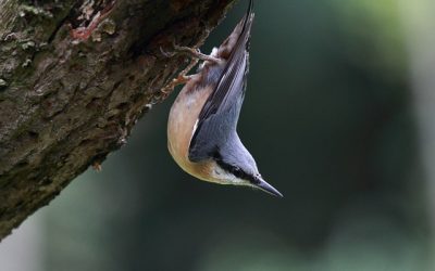 Participez au comptage des oiseaux de jardin les 28 et 29 janvier 2023
