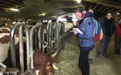 Production laitière et fabrication de fromage en Finistère