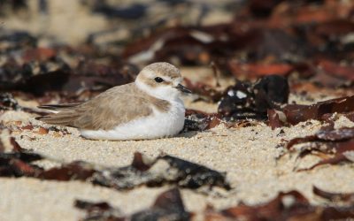 La plage est un milieu sauvage et vivant, respectons-le !