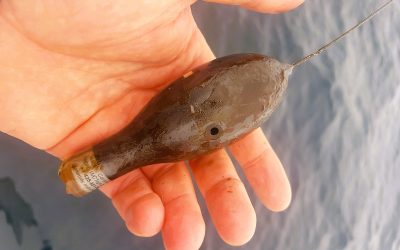 Les parcours en 3 D des requins-taupes de la Manche