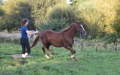 Le débourrage : quand l&rsquo;être humain et le cheval ne font plus qu&rsquo;un.