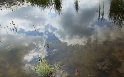 Comment fonctionne une mare