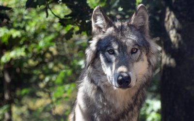 La biodiversité débattue par les 6e du collège Sainte Jeanne d&rsquo;Arc à Crozon