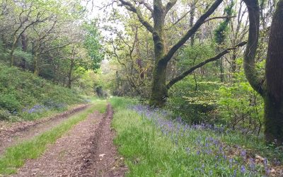 Par les chemins, en marchant, en flânant… éloge de la promenade