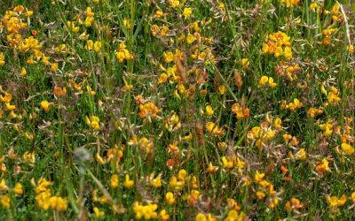 Comment l&rsquo;Epaga diffuse les méthodes agroenvironnementales dans le Finistère