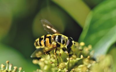 Les syrphes, des mouches qui se déguisent en guêpes ou en frelons
